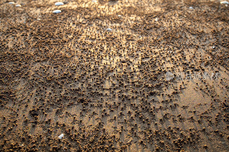 天江省Go ong Tan Thanh海滩上的沙桶蟹进食过程后的沙滩上的小沙球